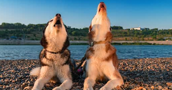 Köpekler Ezan Sesine Neden Ulur İşte Cevabı 