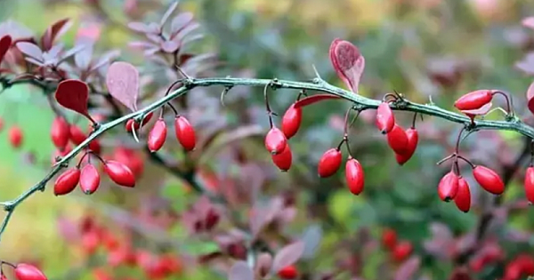 Meğer en güçlü C vitamini deposu oymuş 